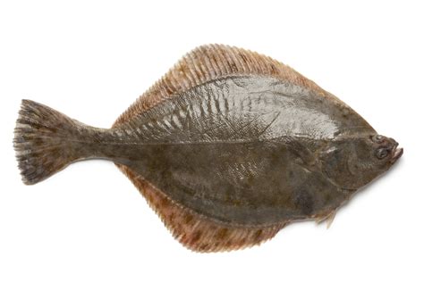 flounder in English .